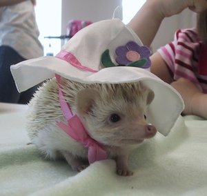 Ежик