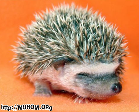 Ежик