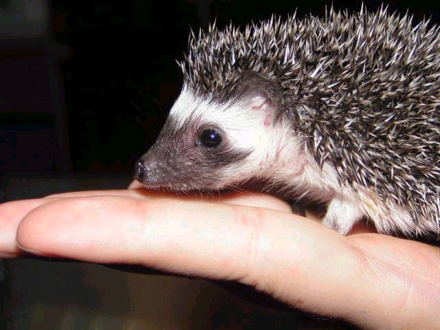 Ежик